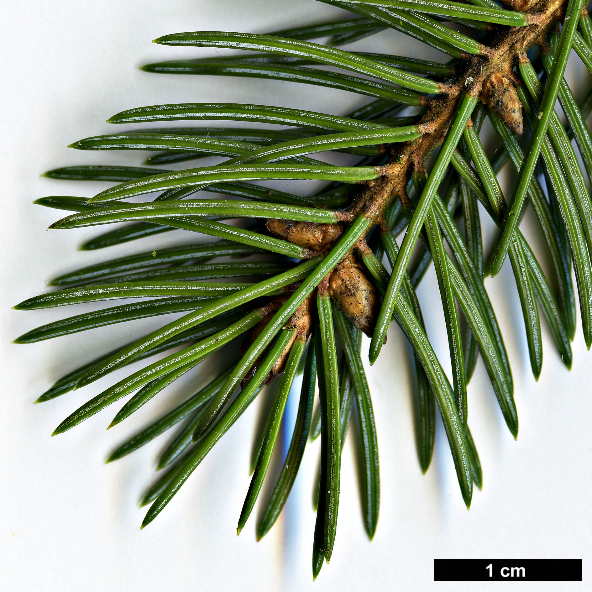 High resolution image: Family: Pinaceae - Genus: Picea - Taxon: ×hurstii (P.engelmannii × P.pungens)